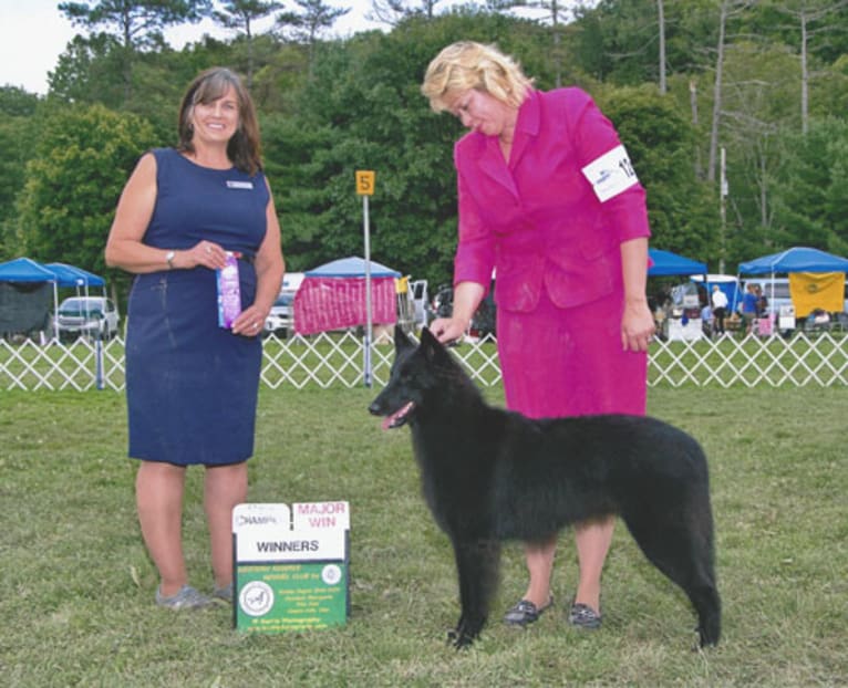 Tinker, a Belgian Shepherd tested with EmbarkVet.com