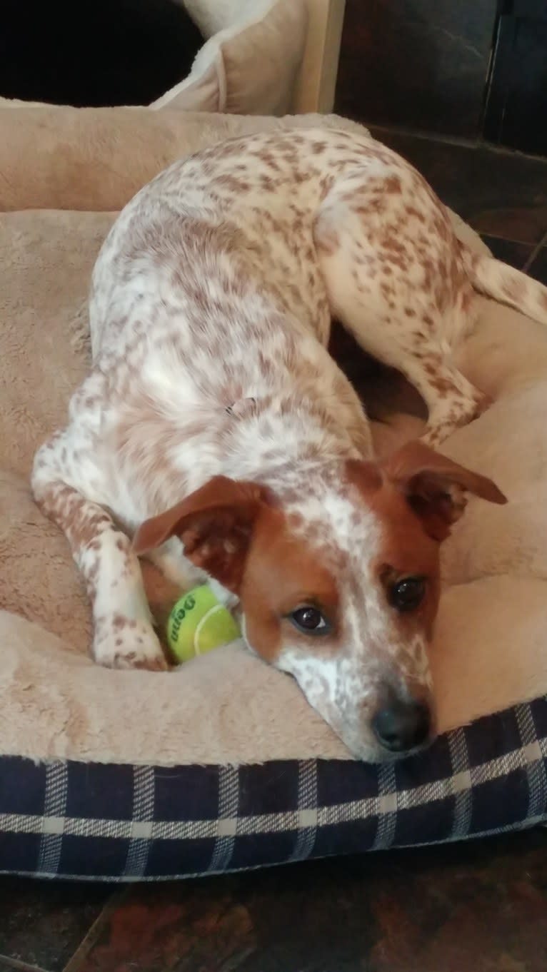 Daisy, an Australian Cattle Dog and American Pit Bull Terrier mix tested with EmbarkVet.com