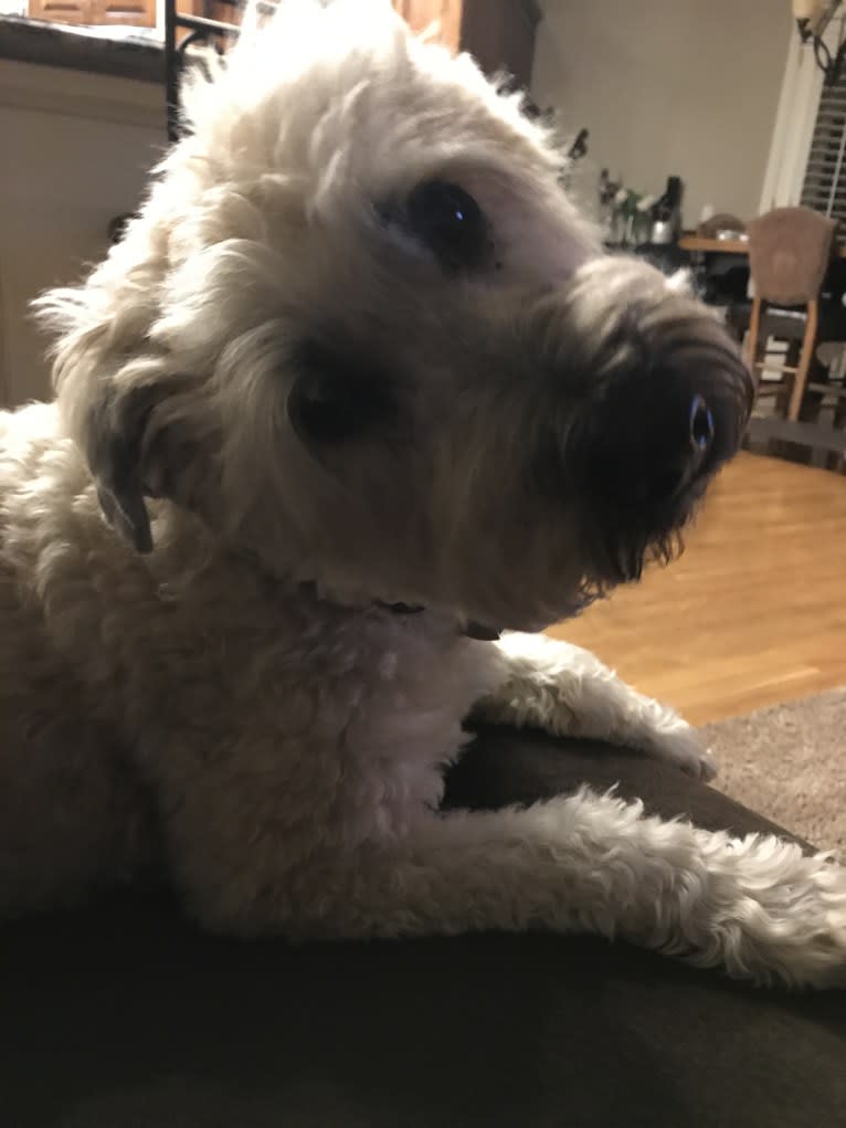 Moose, a Soft Coated Wheaten Terrier tested with EmbarkVet.com