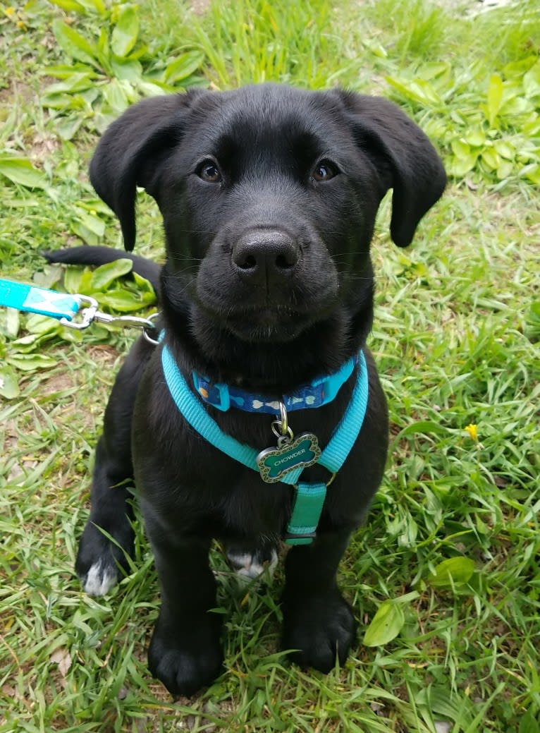 Chowder, a Siberian Husky and Labrador Retriever mix tested with EmbarkVet.com