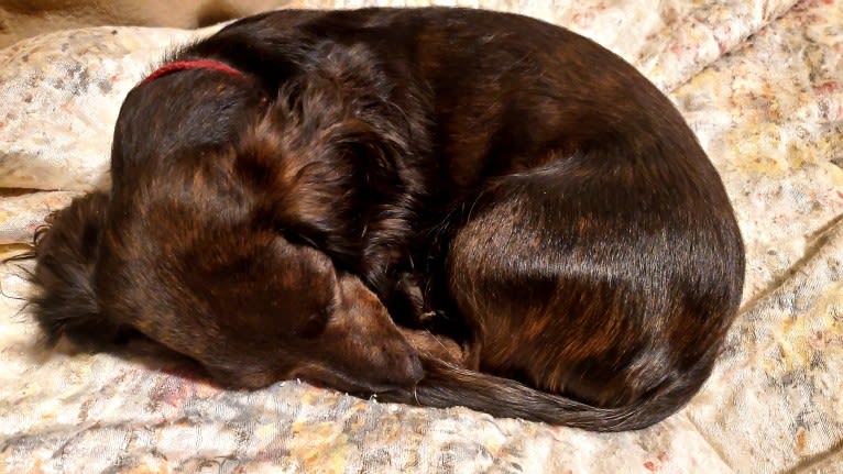 Maggie, a Dachshund tested with EmbarkVet.com