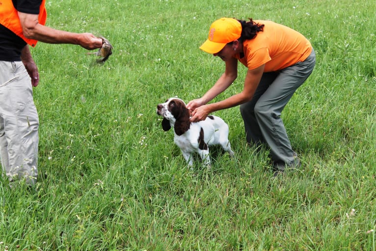 Manny, a French Spaniel tested with EmbarkVet.com