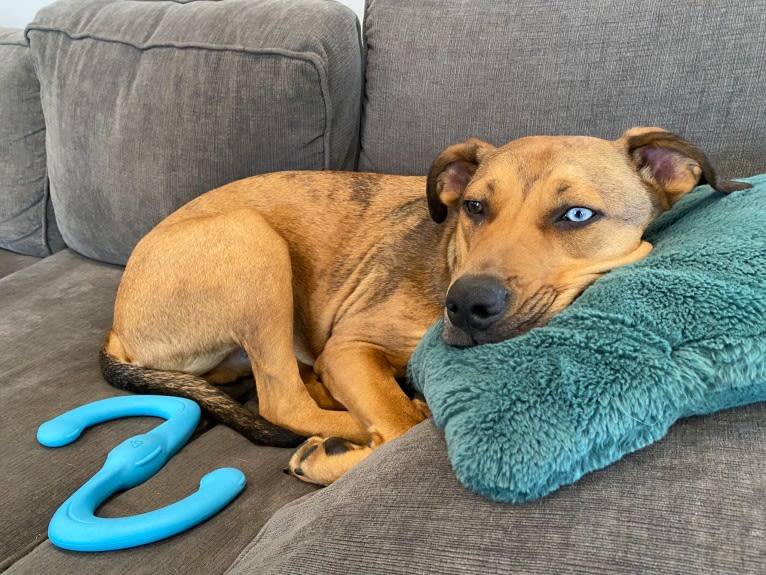 Walker, an American Pit Bull Terrier and Rottweiler mix tested with EmbarkVet.com