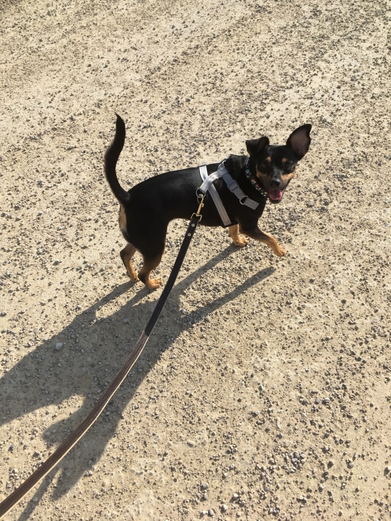 Marta, a Miniature Pinscher and American Pit Bull Terrier mix tested with EmbarkVet.com