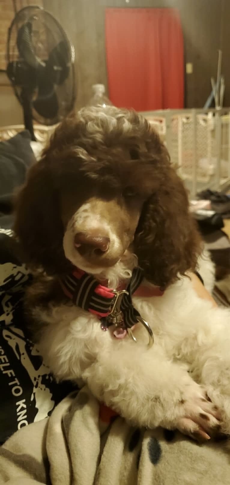 Beretta Briar, a Poodle (Standard) tested with EmbarkVet.com