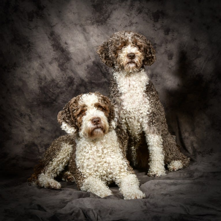 Mocca, a Spanish Water Dog tested with EmbarkVet.com