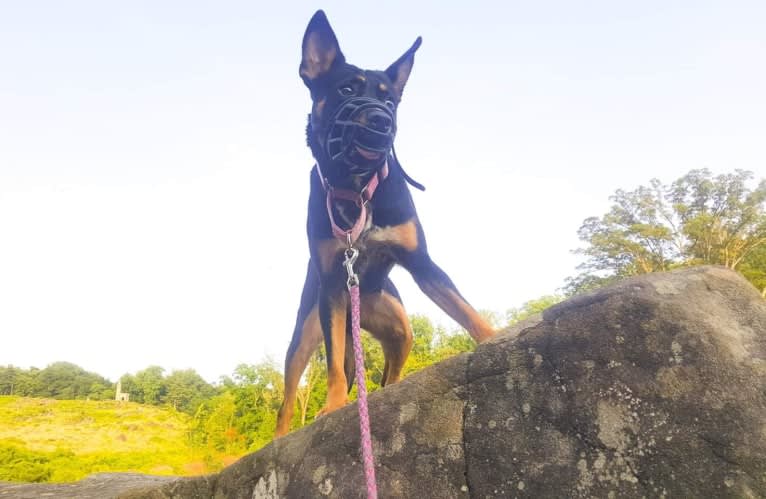 Mae AKA Drama Llama, an Australian Cattle Dog and American Pit Bull Terrier mix tested with EmbarkVet.com