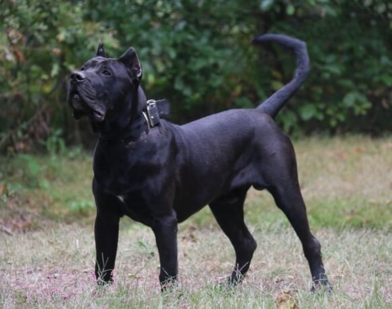 Nero, a Perro de Presa Canario tested with EmbarkVet.com