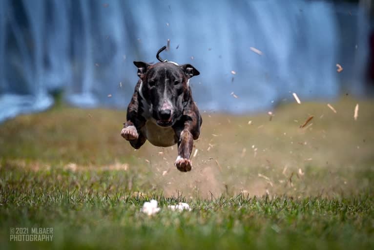 Dippy, a Bull Terrier tested with EmbarkVet.com