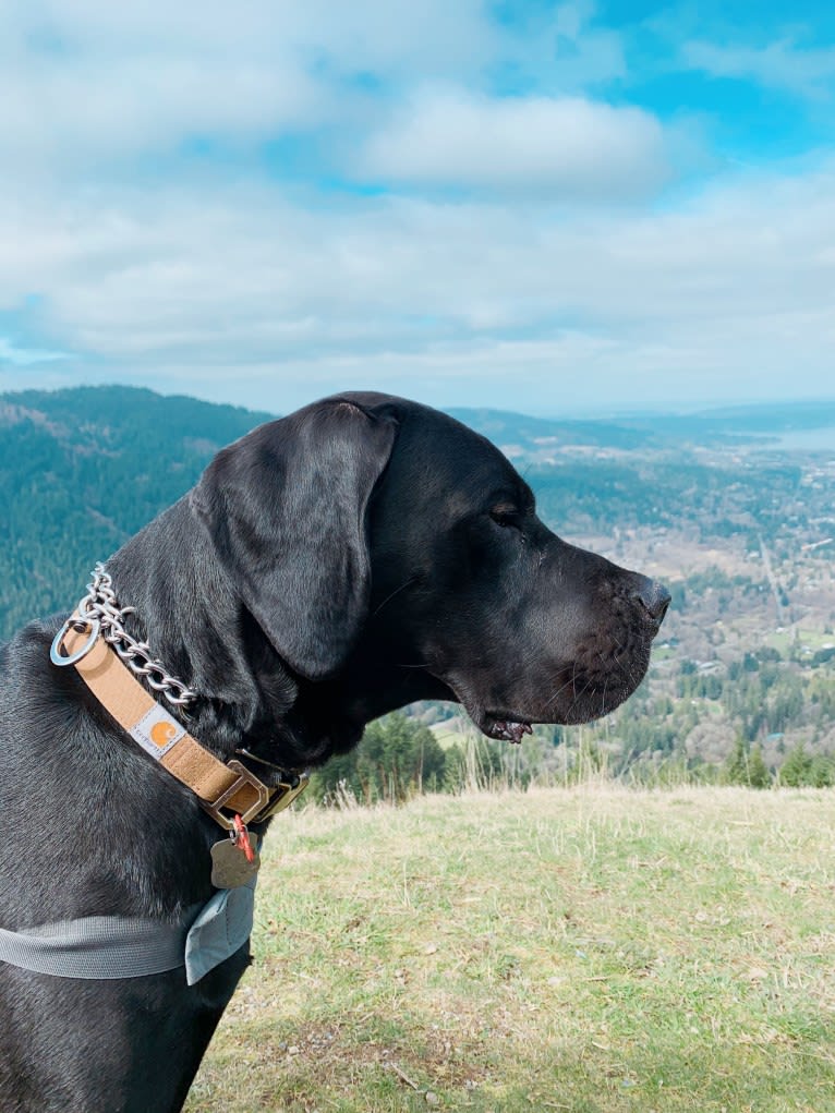 Calvin, a Great Dane and Saint Bernard mix tested with EmbarkVet.com