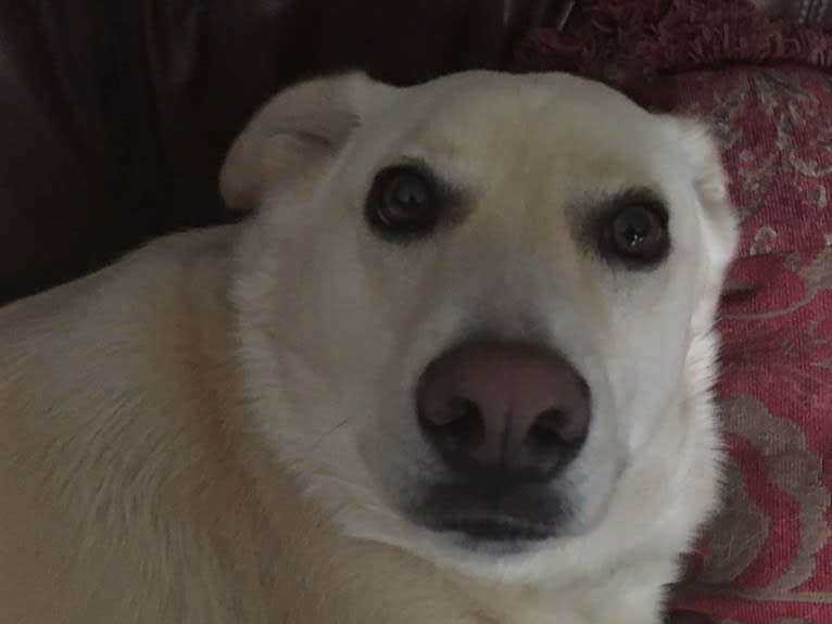 Casper, a German Shepherd Dog and Siberian Husky mix tested with EmbarkVet.com
