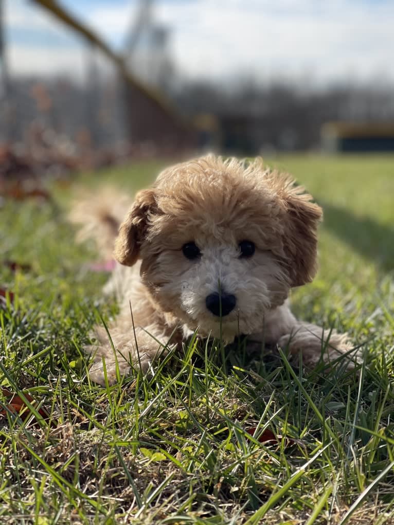 Bailee, a Bichonpoo tested with EmbarkVet.com