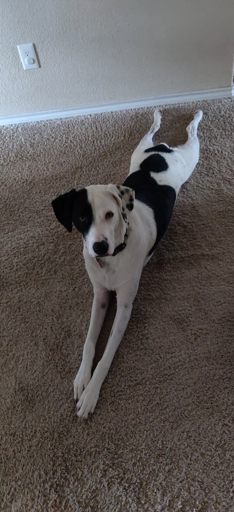 Chance, a German Shorthaired Pointer and Border Collie mix tested with EmbarkVet.com