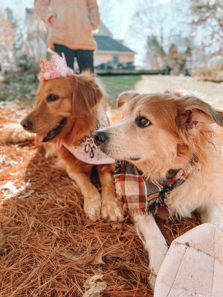 Marley, a Golden Retriever tested with EmbarkVet.com