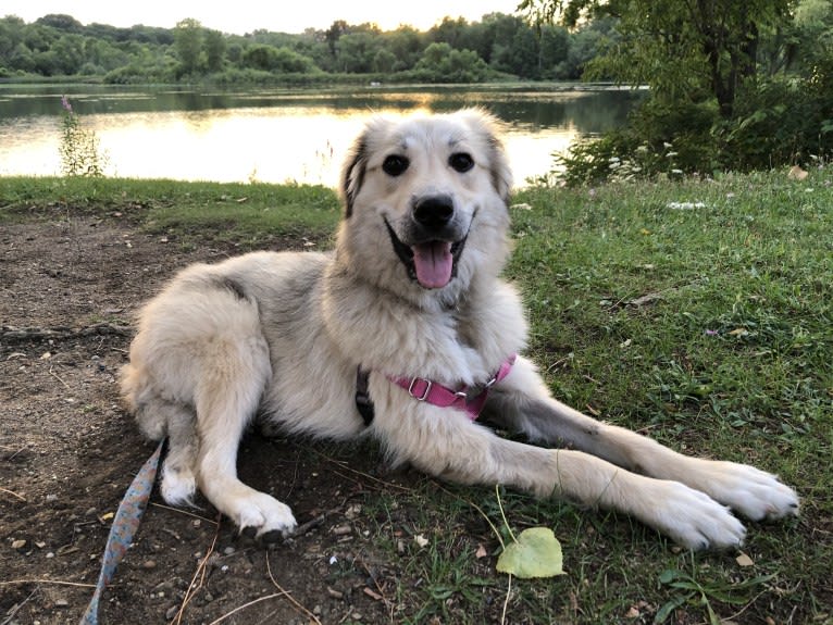 Daisy, a Great Pyrenees and Siberian Husky mix tested with EmbarkVet.com