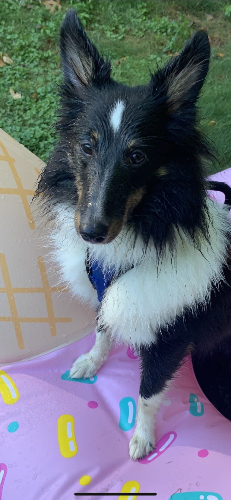 Whiskey Cash Adams, a Shetland Sheepdog tested with EmbarkVet.com