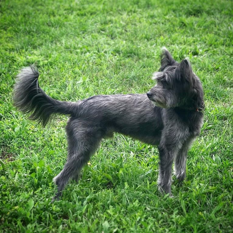 Benny, an Eastern European Village Dog and Chinese Shar-Pei mix tested with EmbarkVet.com