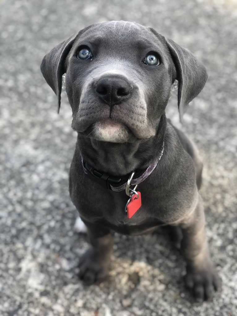 Hana, a Cane Corso tested with EmbarkVet.com