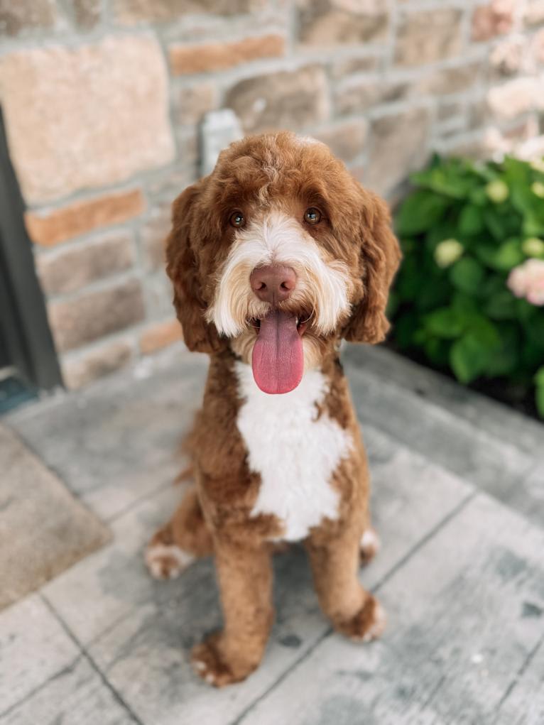 Hogan, a Goldendoodle tested with EmbarkVet.com