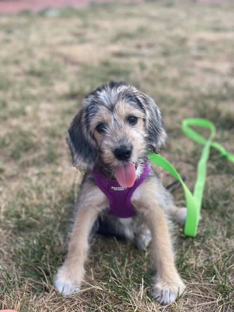 Blanche, a Beagle and Poodle (Small) mix tested with EmbarkVet.com