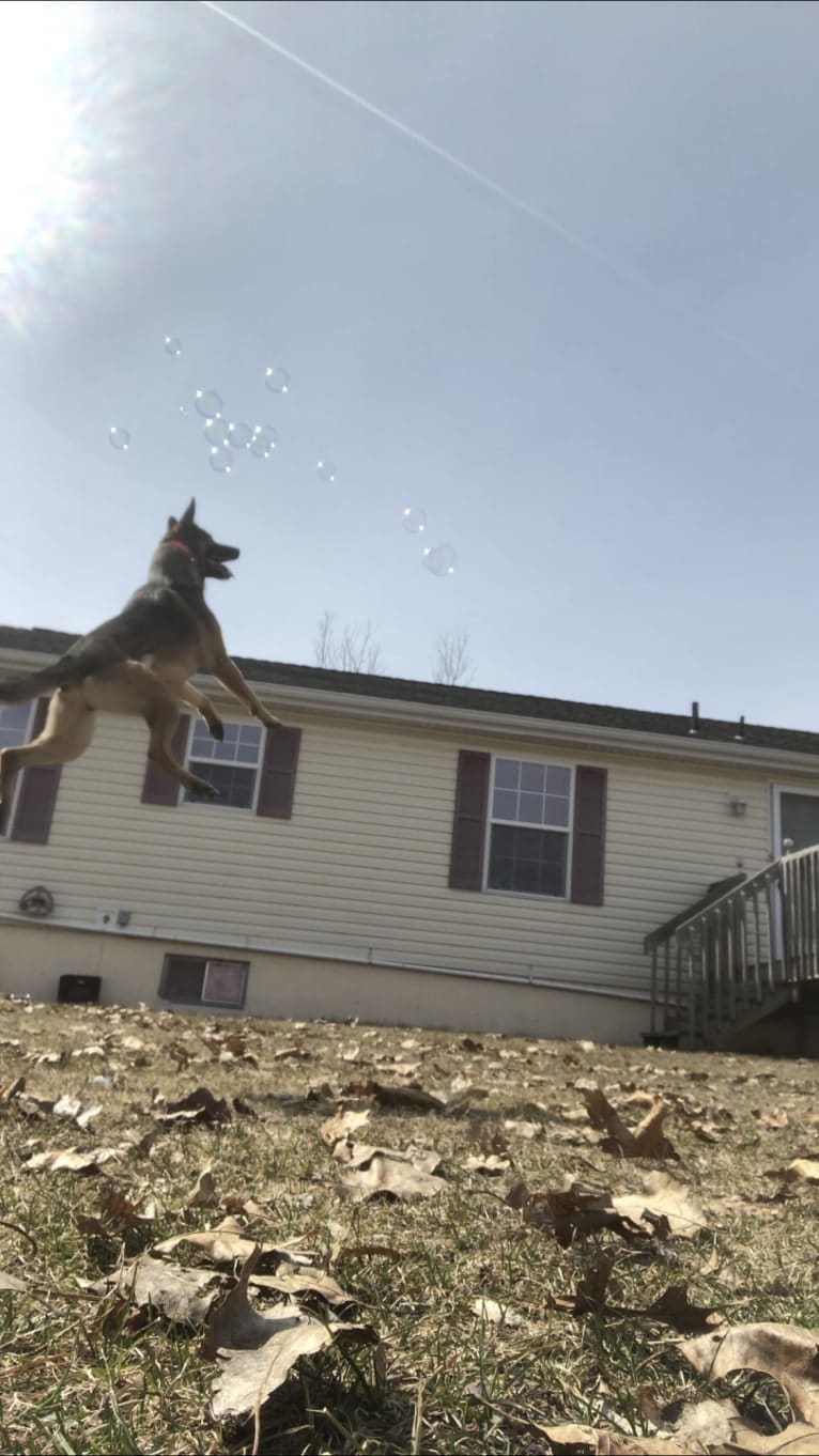 Tala, a German Shepherd Dog and Australian Cattle Dog mix tested with EmbarkVet.com