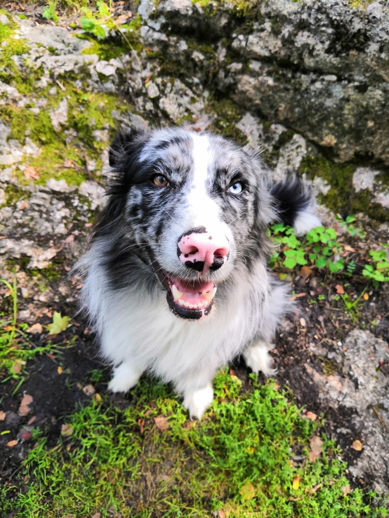 Ragnar, an Australian Shepherd and Norwegian Elkhound mix tested with EmbarkVet.com