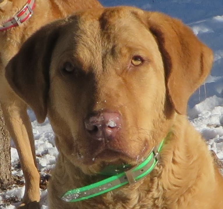 Epic, a Chesapeake Bay Retriever tested with EmbarkVet.com