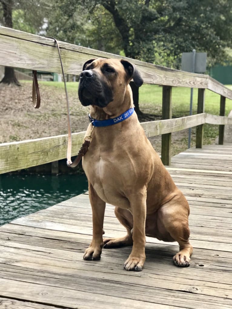 Dakarai, a Boerboel tested with EmbarkVet.com