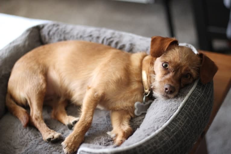 Mochi, a Miniature Pinscher and Poodle (Small) mix tested with EmbarkVet.com