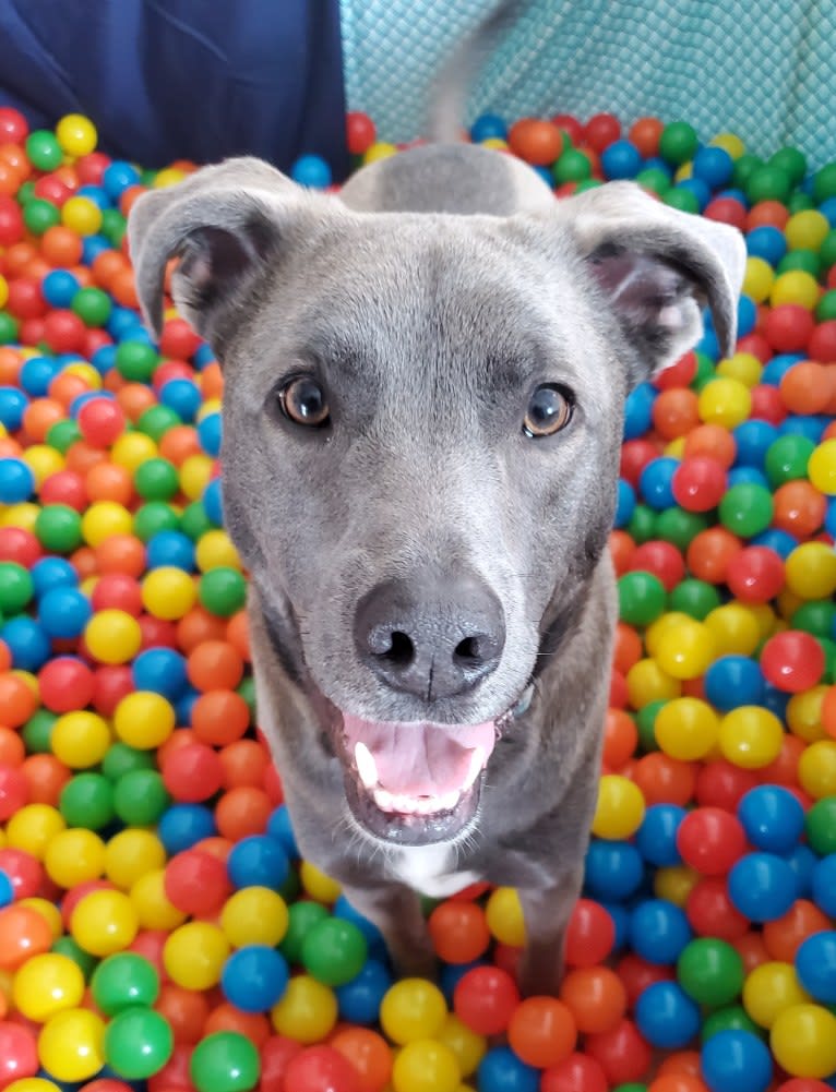 Jaxon, an American Pit Bull Terrier and Chow Chow mix tested with EmbarkVet.com