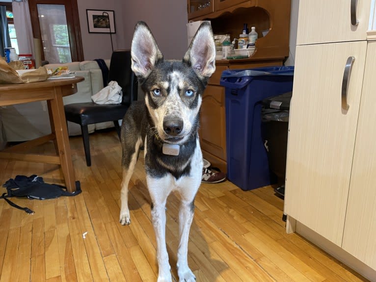 Captain, a Siberian Husky and Alaskan-type Husky mix tested with EmbarkVet.com