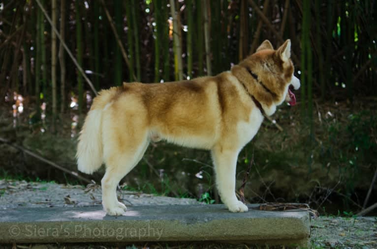 Buck, a Siberian Husky tested with EmbarkVet.com