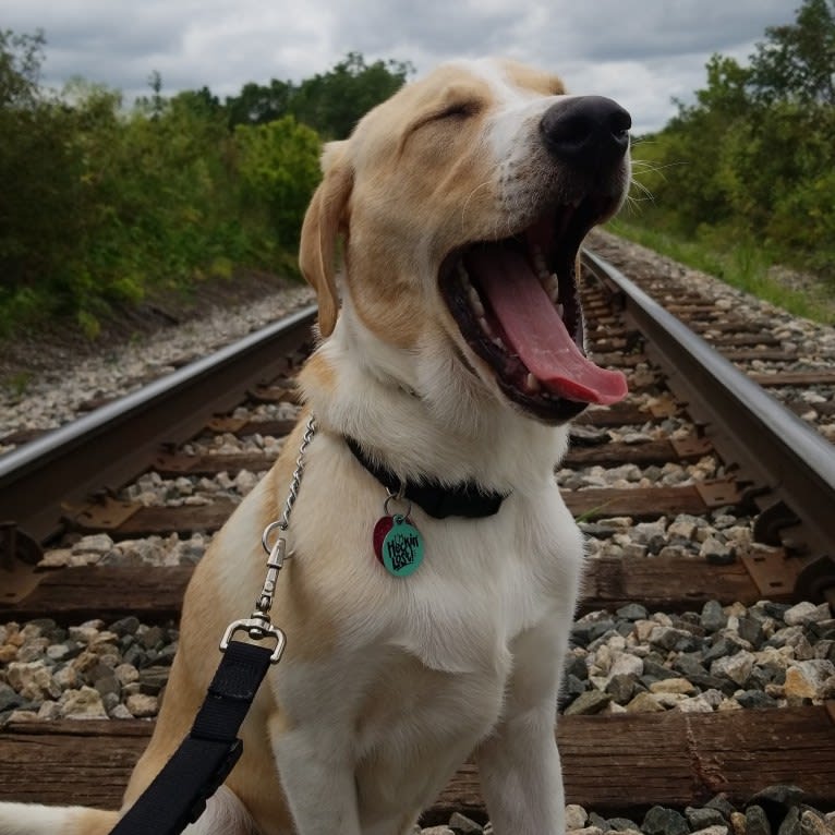 Whiskey Tango Foxtrot Birtchman, a Labrador Retriever and Golden Retriever mix tested with EmbarkVet.com