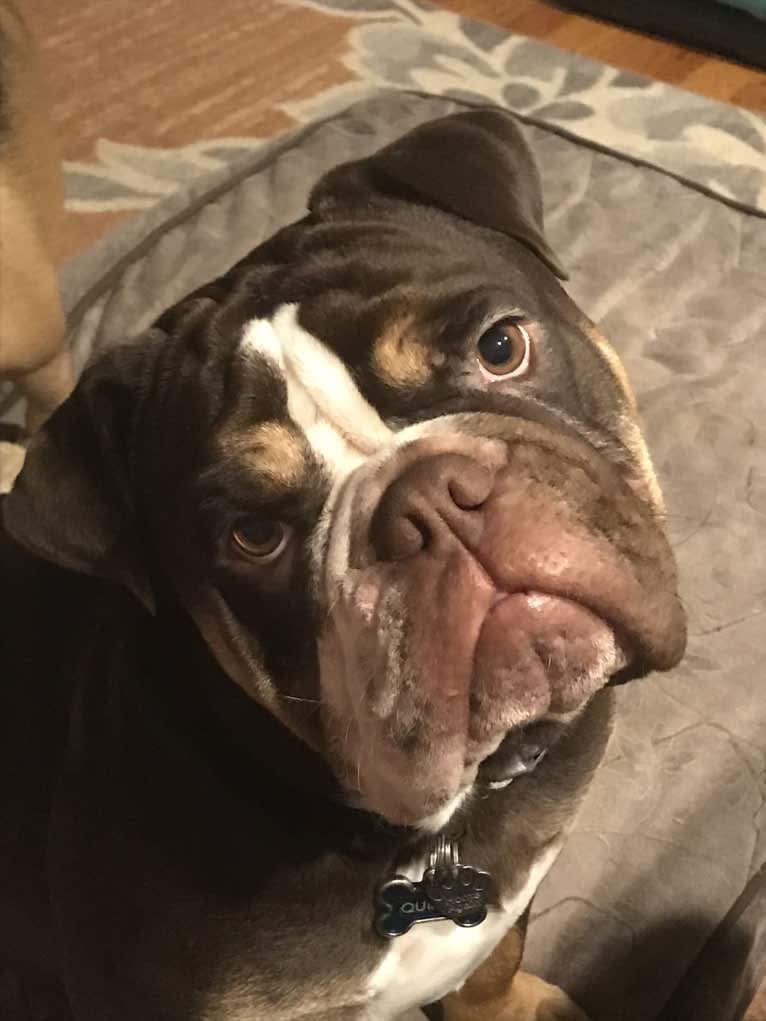 Quincy, a Bulldog tested with EmbarkVet.com
