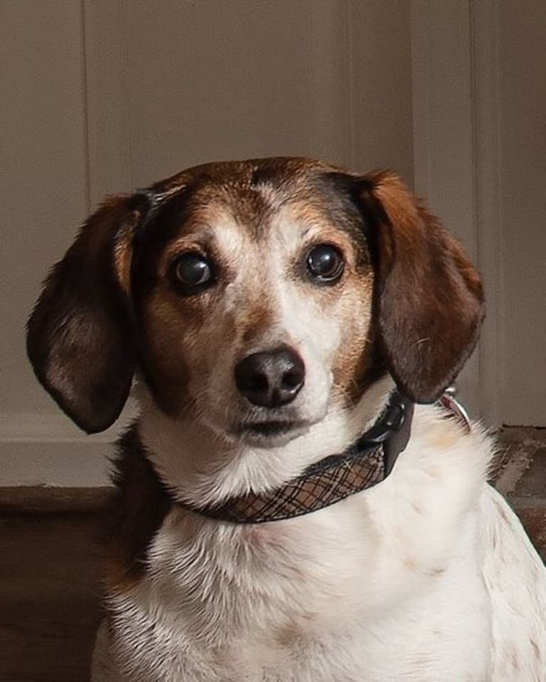 Truvey, an American Foxhound tested with EmbarkVet.com
