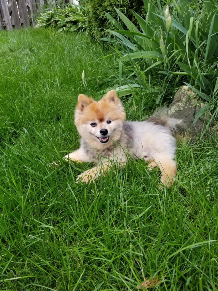 Zeke, a Pomeranian tested with EmbarkVet.com