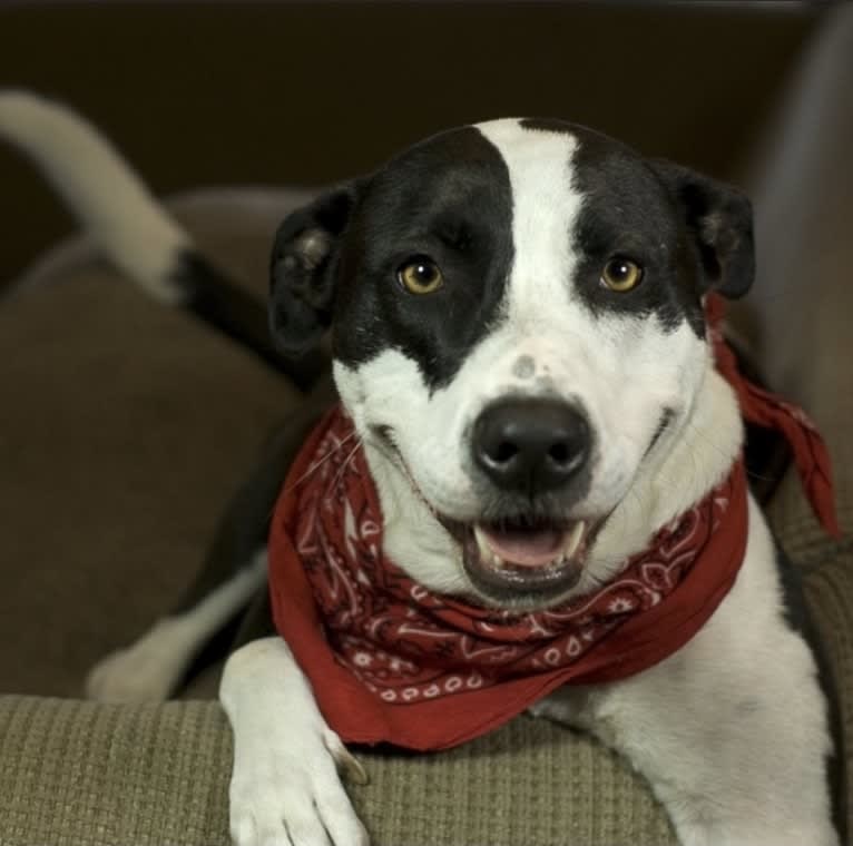 Mia Thermopolis, an American Pit Bull Terrier and Chow Chow mix tested with EmbarkVet.com