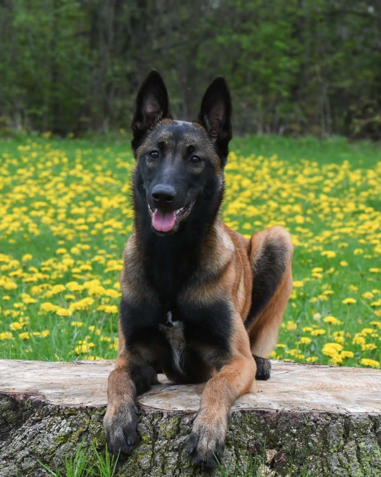 Porter, a Belgian Shepherd tested with EmbarkVet.com