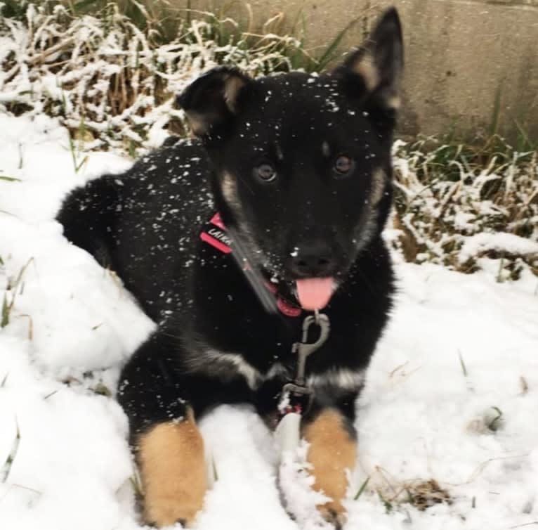 Laika, a Siberian Husky and Border Collie mix tested with EmbarkVet.com