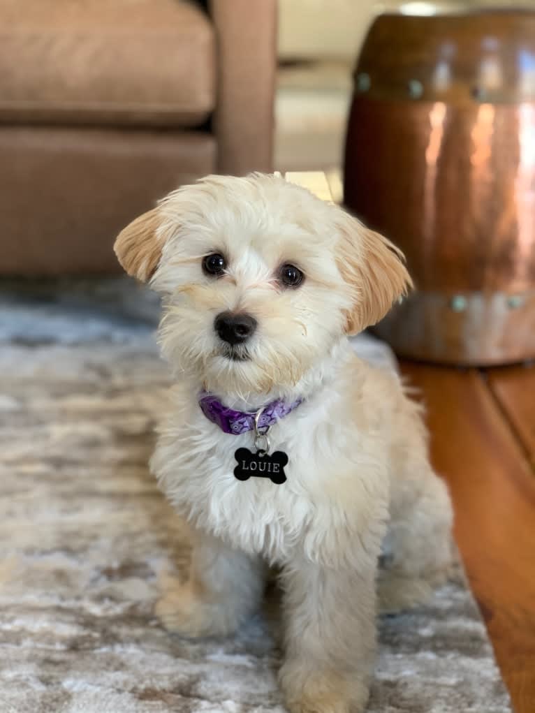 Louie, a Lhasa Apso and Havanese mix tested with EmbarkVet.com