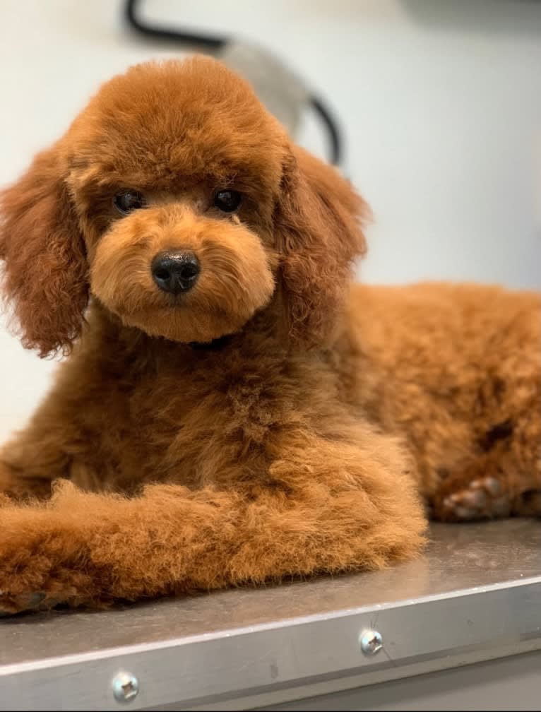 Dorothy "Dot", a Poodle (Small) tested with EmbarkVet.com