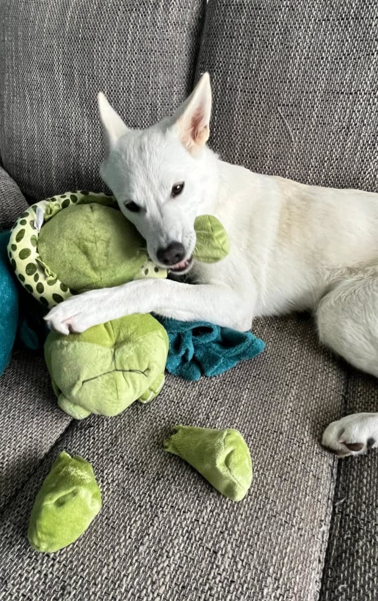 Mallow, a Canaan Dog tested with EmbarkVet.com