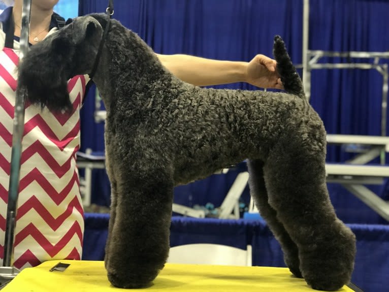 Andy, a Kerry Blue Terrier tested with EmbarkVet.com