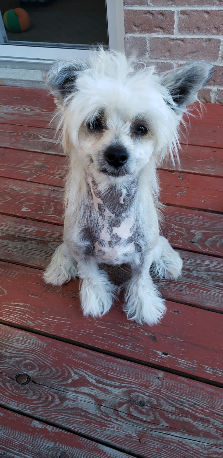 Janeway, a Chinese Crested tested with EmbarkVet.com