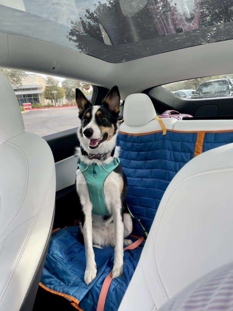 Summer, an Australian Shepherd and Border Collie mix tested with EmbarkVet.com