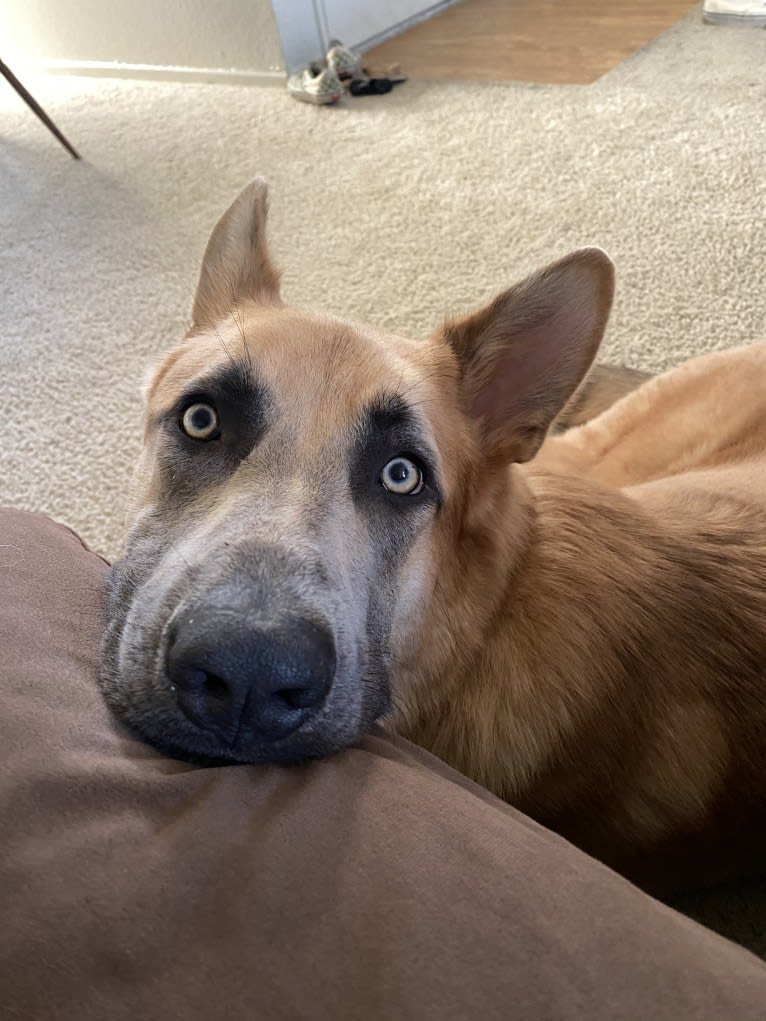 Boban, a German Shepherd Dog and Great Pyrenees mix tested with EmbarkVet.com