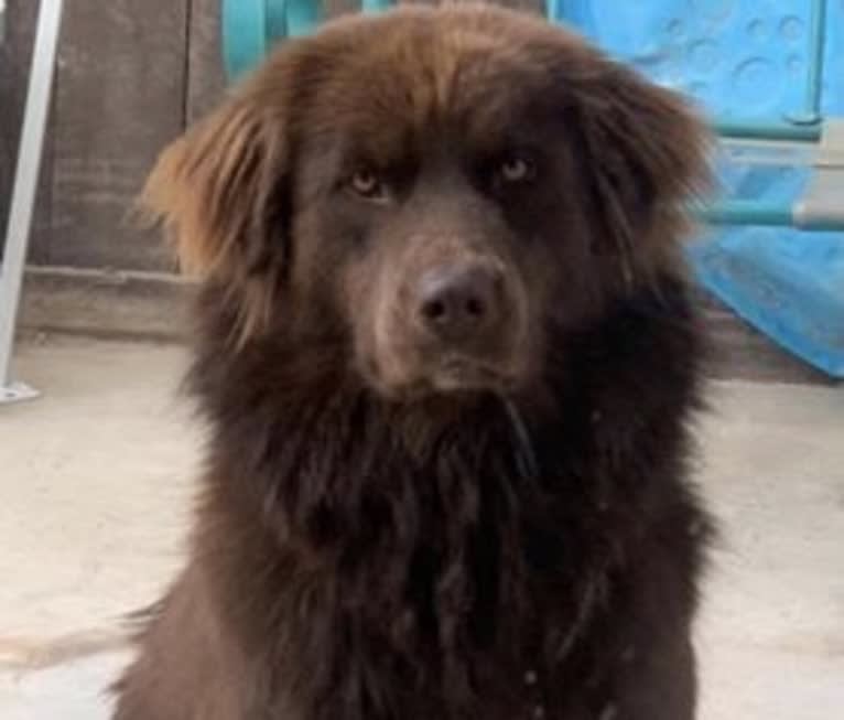 Rosey, a Newfoundland and Siberian Husky mix tested with EmbarkVet.com