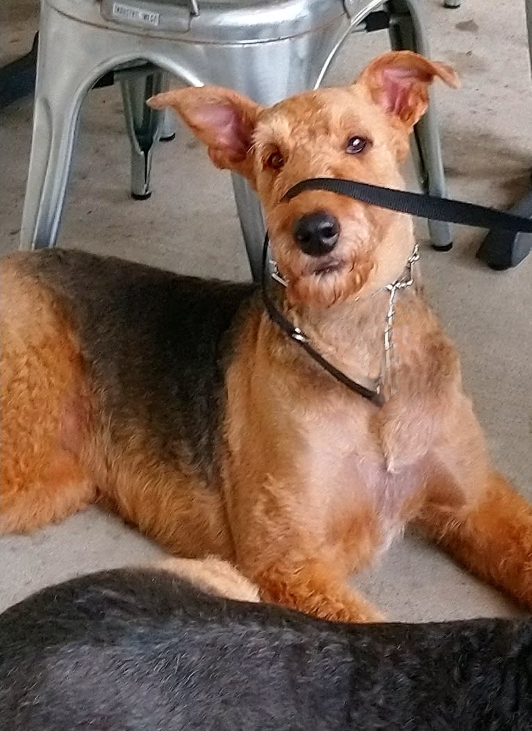 Paisley, an Airedale Terrier tested with EmbarkVet.com
