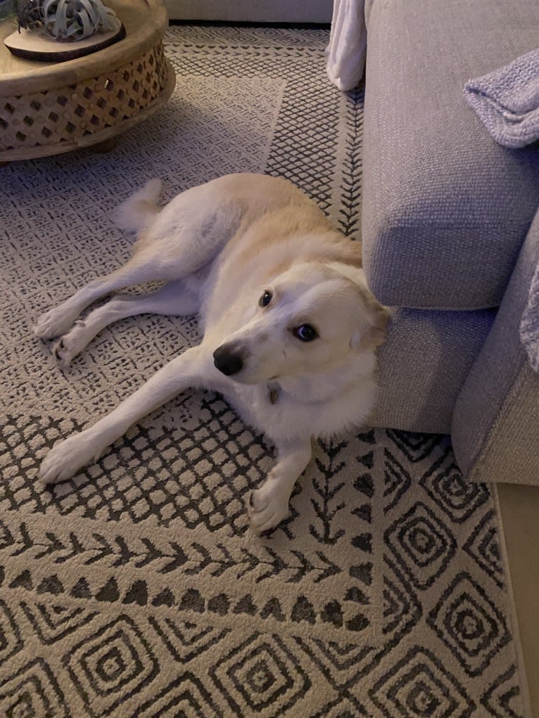 Finley, a Great Pyrenees and Border Collie mix tested with EmbarkVet.com