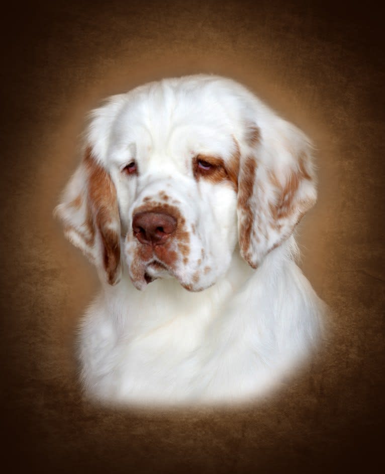 Joey, a Clumber Spaniel tested with EmbarkVet.com